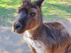 -费瑟代尔野生动物园