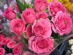 -溪岸路花鸟市场