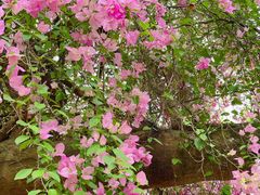 -深圳国际园林花卉博览园