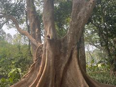 -中国科学院西双版纳热带植物园