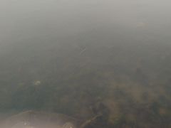 -丁香湖公园
