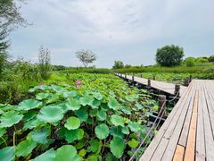 -马家湾湿地公园