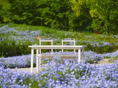 -花开海上生态园