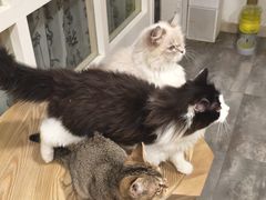 -楼上猫咖(罗湖店)