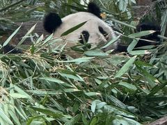 -中国大熊猫保护研究中心雅安碧峰峡基地