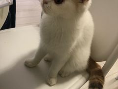 -喵的天空名猫咖啡馆·撸猫·猫舍·用品