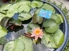 -杭州植物园