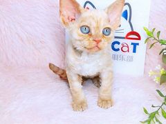 -十年猫舍·猫咪专门店(普陀店)