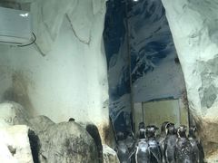 -北戴河圣蓝海洋公园
