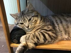 -猫尾侦探俱乐部·剧本杀·狼人杀