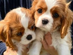 -萌宠之家·腊肠犬·马尔泰·小体犬舍