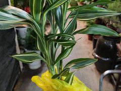 -双季花艺园艺市场(浦东店)