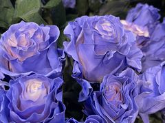 -ROSEONLY诺誓(广州K11店)