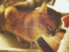 -猫色咖啡·猫咖