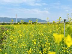 -光明小镇欢乐田园