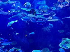 -暹罗海洋世界