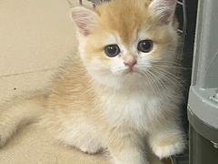 -lincat·猫舍(广州店)