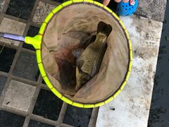 -酷鱼垂钓CLUB(朝阳区博大路店 )