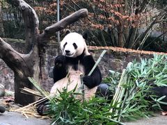 -都江堰中华大熊猫苑
