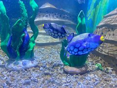 -秦皇岛乐岛海洋王国