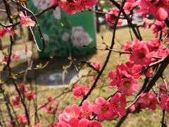 -八大山人梅湖景区