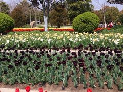 iphone_upload_pic-上海鲜花港