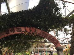 -金马仑薰衣草花园(Cameron Lavender)