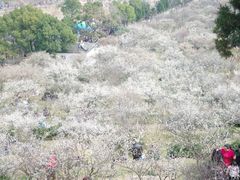 -香雪海