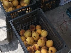 -樂桃源奉贤黄桃种植采摘基地