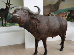 -陕西自然博物馆