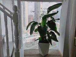 -첫번째 初见美学中心