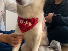 -Husky Go! 哈士奇体验馆·宠物咖啡厅狗咖