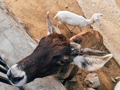 -石家庄市动物园