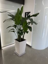 点击看大图 -处女座·MISS VIRGO·半永久纹眉野生眉