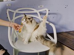 -喵屿·大理花园猫咖