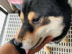 -米苏动物医院·犬猫专科·骨科外科内窥镜