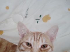 -艾贝尔宠物诊疗