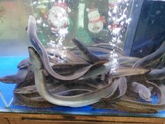 -本炙炭烤·蒲烧活鳗料理店(金沙洲店)