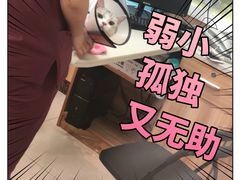 -瑞鹏宠物医院·猫科·宠保定点(梅溪湖分院)