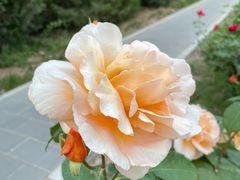 -莲花池公园