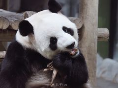 -栾川竹海野生动物园