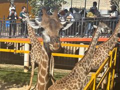 -西霞口神雕山野生动物世界