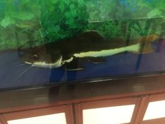 -胖姐烧烤(总店)