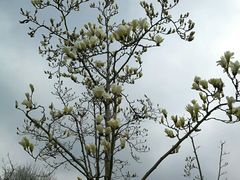 -白塘生态植物园