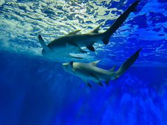 -太平洋海底世界