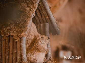 涉丛林而来，入灿灿花海，一星一花一草一木，目光所致