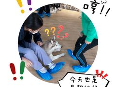 -Husky Go! 哈士奇体验馆·宠物咖啡厅狗咖