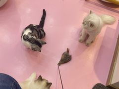 -爪爪喵星球·猫舍(前海卓越店)