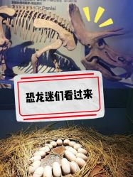 -恐龙探索乐园(磁器口店)