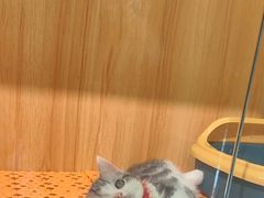 -欣宠猫屋·矮脚拿破仑·蓝金金渐层
